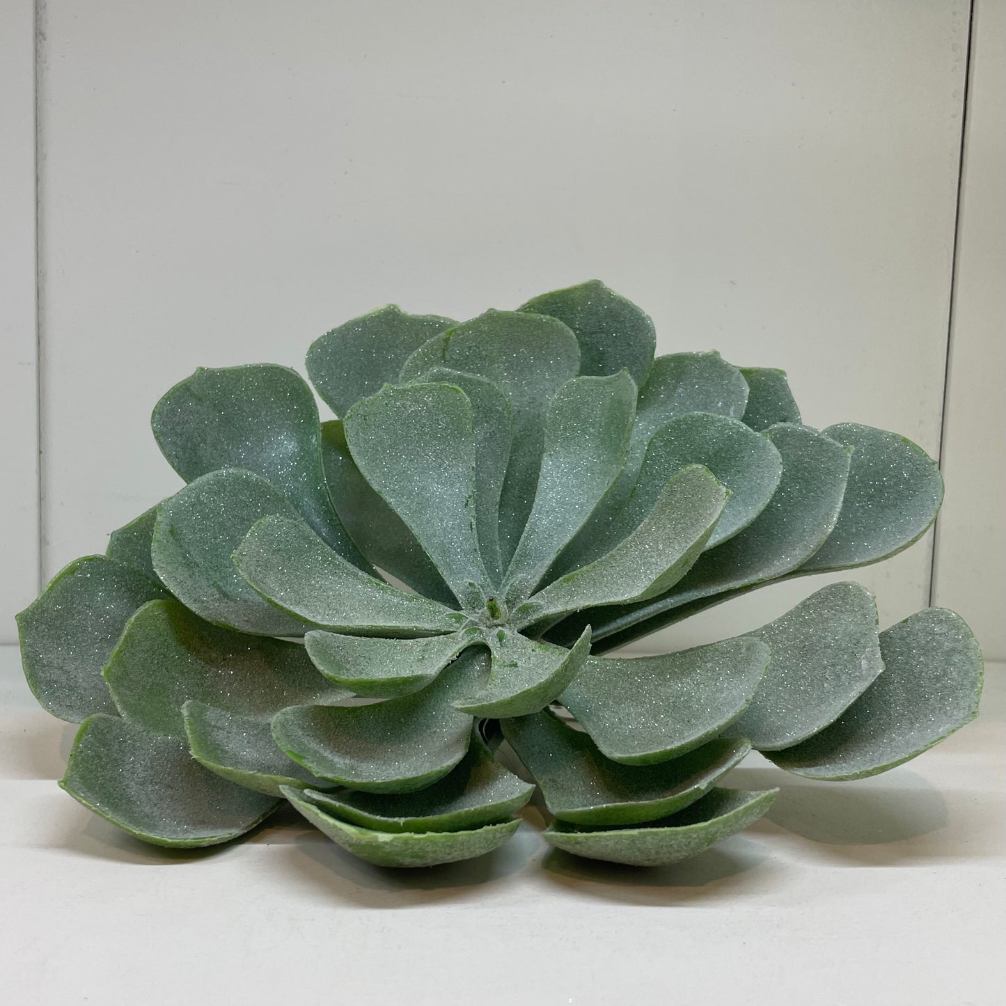 Winter Peperomia