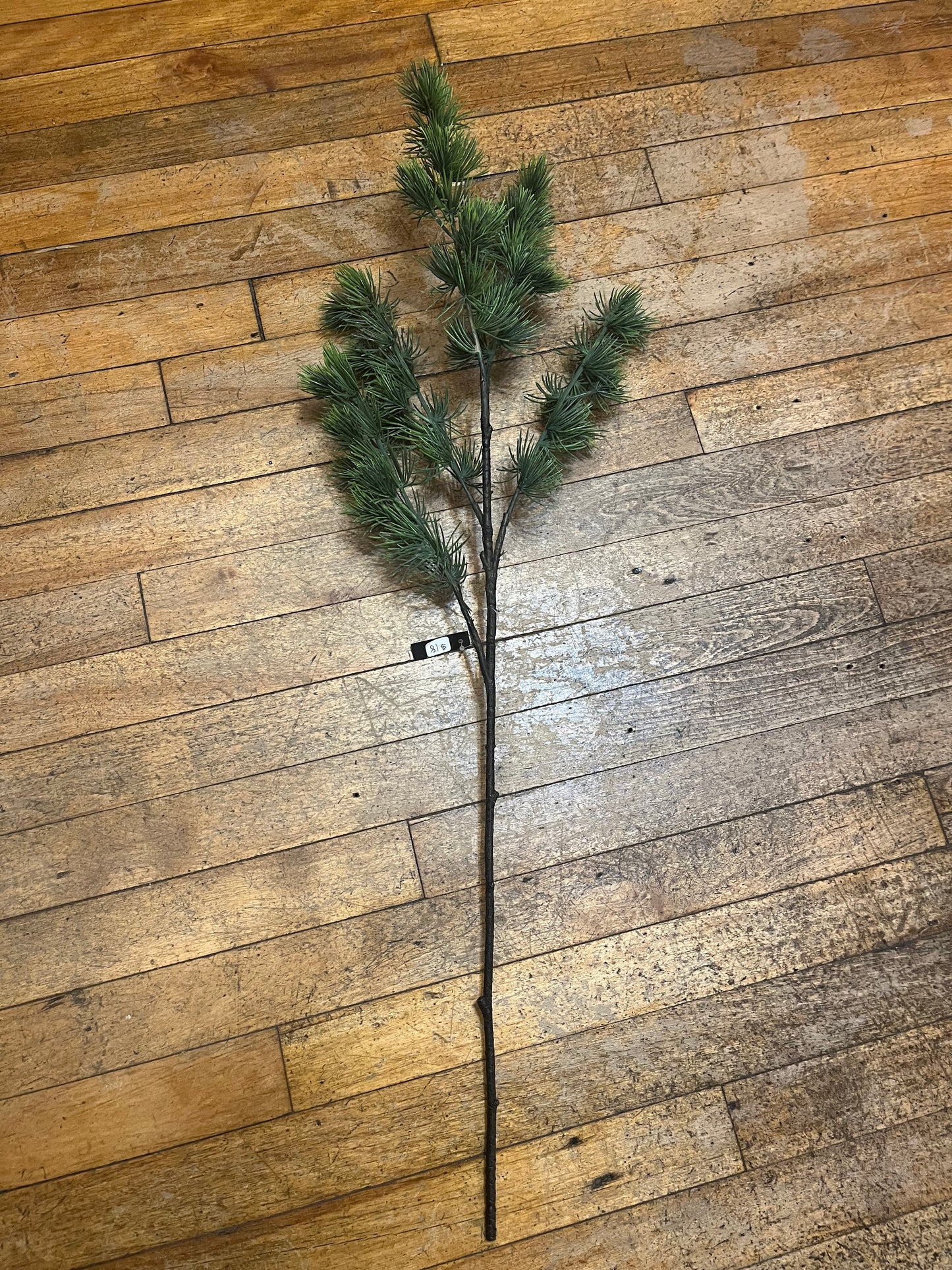 Cedar Pine Branch