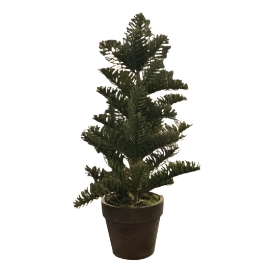 Assorted Potted Pine W/Wood Tray