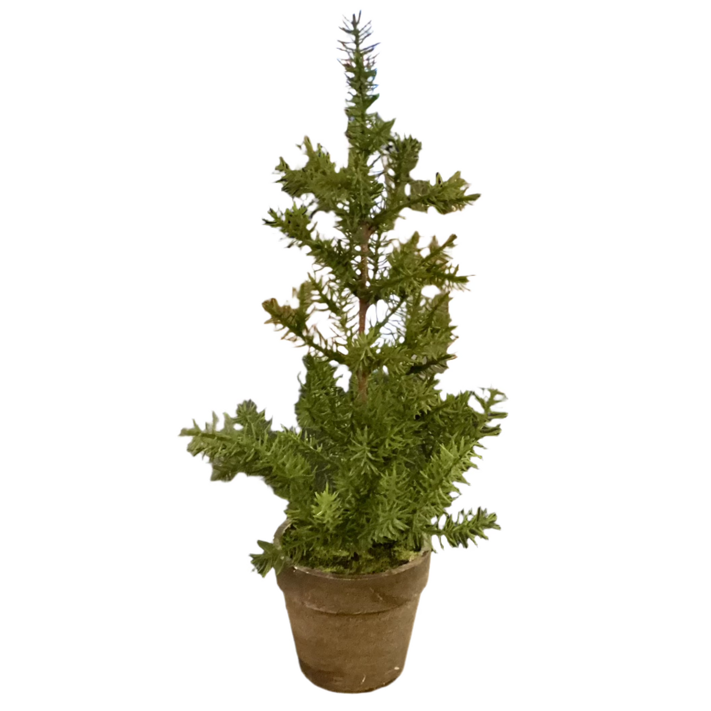 Assorted Potted Pine W/Wood Tray