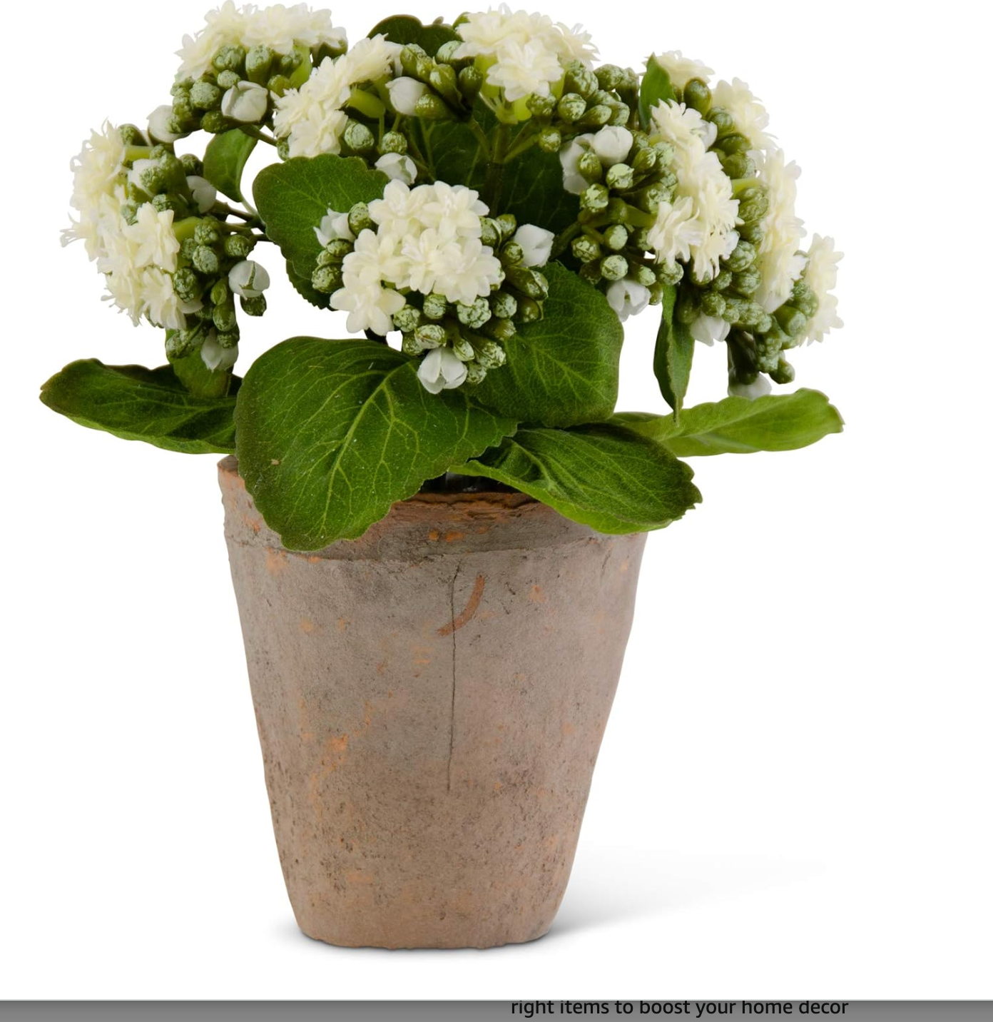 9.5 Inch White Kalanchoe in Distressed Clay Pot