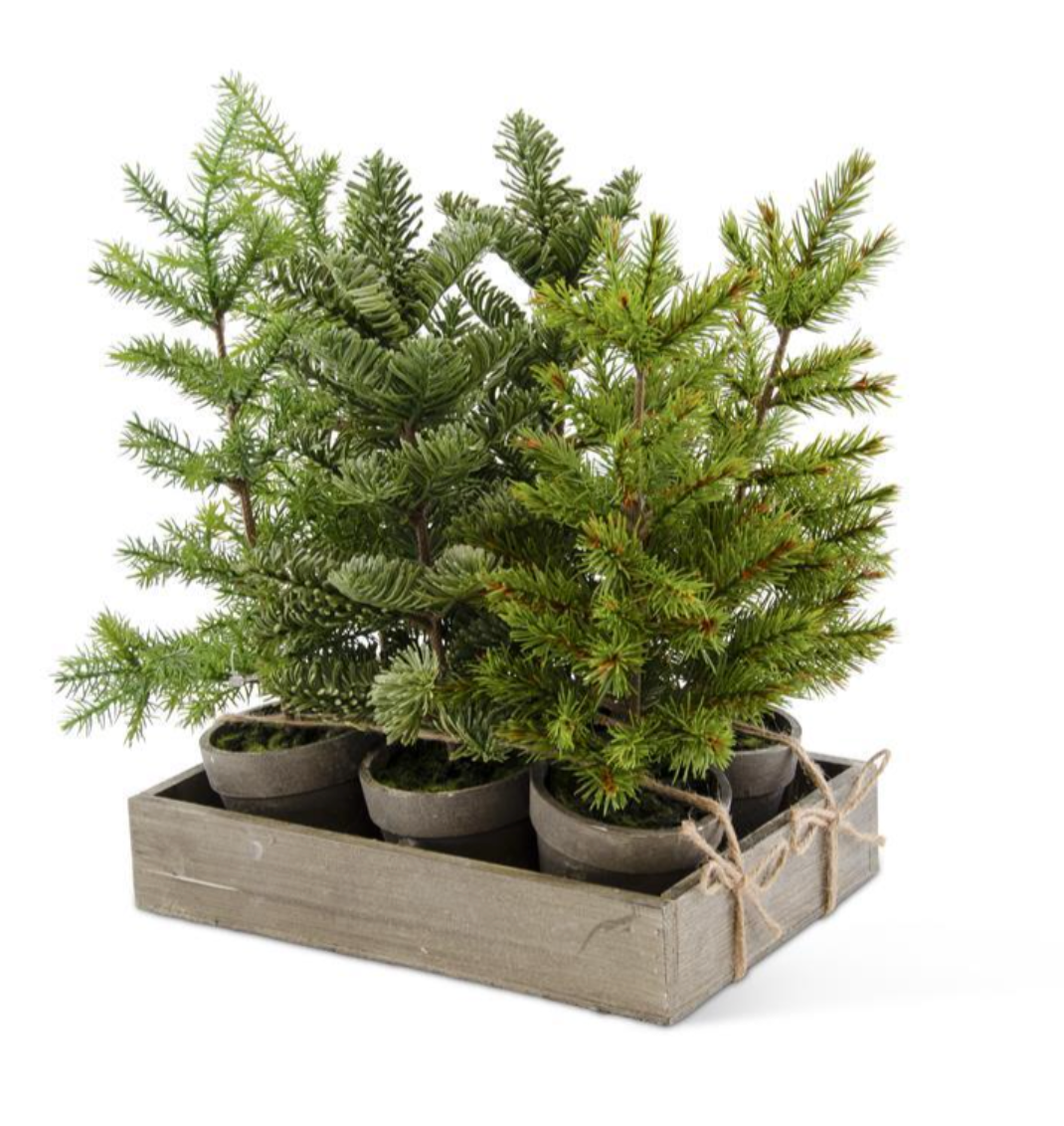 Assorted Potted Pine W/Wood Tray