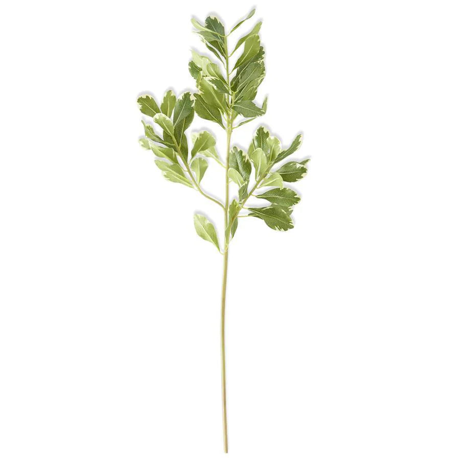 26” Pittosporum Leaf Stem