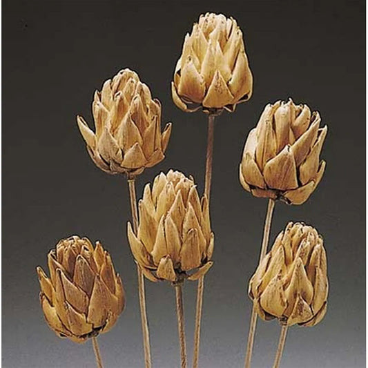 Chico Choke |Stem-Natural -5 PC/Bunch