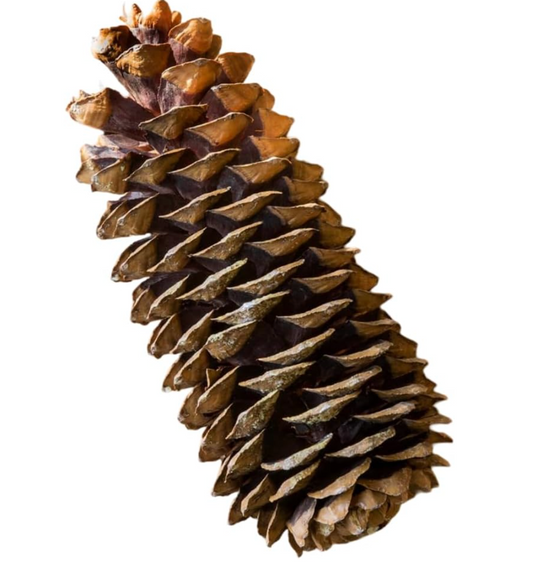Sugar Pinecones