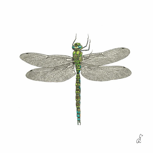 Libuellule Napkins