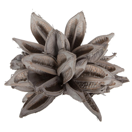 Star Pod White Wash
