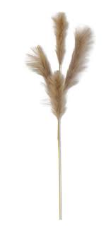 Gray Pompas Grass- 42"